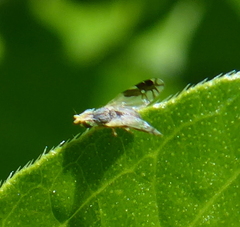 Trupanea