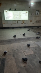 Columba livia domestica