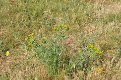 Euphorbia heteradena