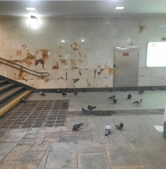 Columba livia domestica