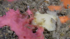 Cadlina modesta