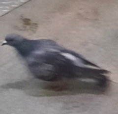 Columba livia domestica