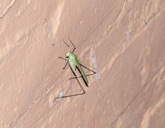 Burgilis curta