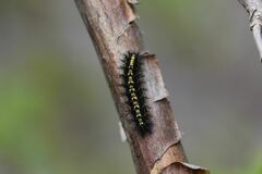 Euphydryas intermedia