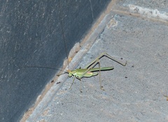 Burgilis curta