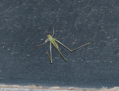 Burgilis curta