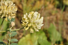 Astragalus echinops