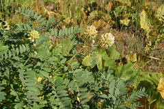 Astragalus echinops