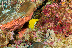 Apolemichthys trimaculatus