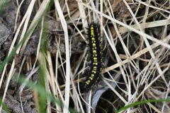 Euphydryas intermedia