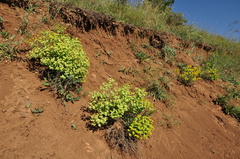 Euphorbia cheiradenia