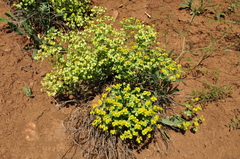 Euphorbia cheiradenia