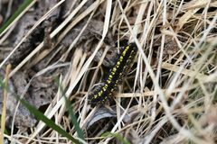 Euphydryas intermedia