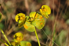Euphorbia cheiradenia