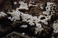 Henningsomyces