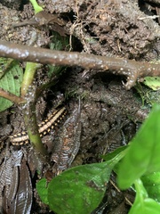 Nyssodesmus python