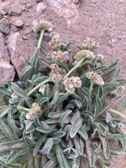 Cryptantha capituliflora
