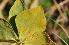 Euphorbia cheiradenia