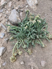 Cryptantha capituliflora