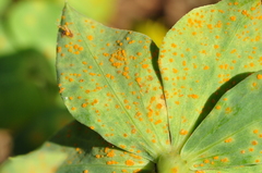 Euphorbia cheiradenia