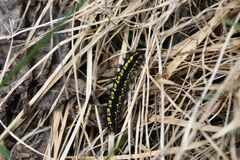 Euphydryas intermedia