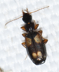 Dromiusina