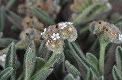 Cryptantha capituliflora