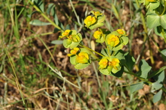 Euphorbia cheiradenia