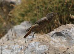 Monticola saxatilis