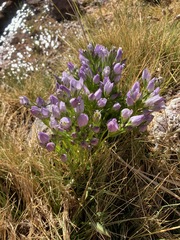 Gentianella multicaulis