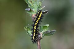 Euphydryas intermedia