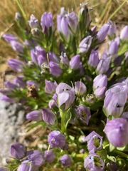 Gentianella multicaulis