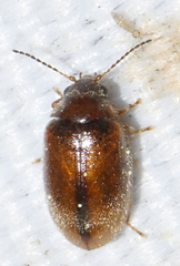 Contacyphon variabilis