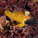 Black-faced Blenny - Photo (c) whodden, some rights reserved (CC BY-NC), uploaded by whodden