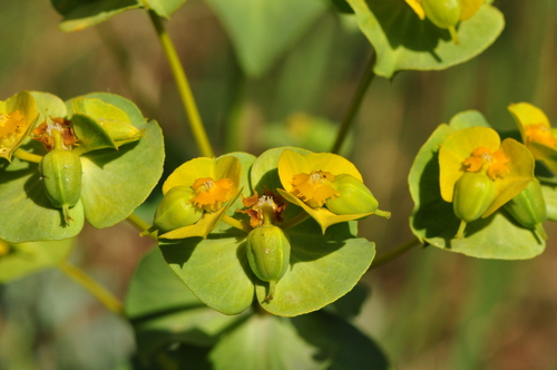 Euphorbia cheiradenia