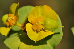 Euphorbia cheiradenia