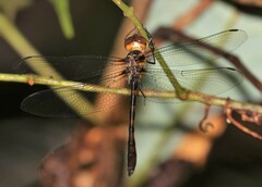 Macromidia fulva