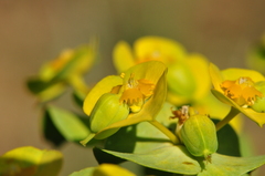 Euphorbia cheiradenia