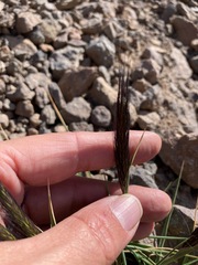 Hordeum comosum