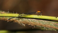 Prodasineura dorsalis