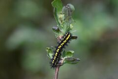 Euphydryas intermedia