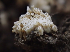 Henningsomyces