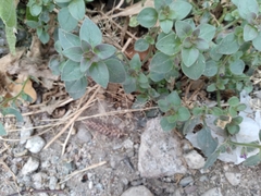 Pseudorontium cyathiferum