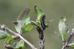 Euphydryas intermedia