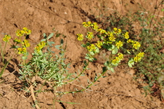 Euphorbia cheiradenia