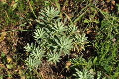 Euphorbia cheiradenia