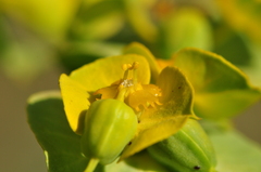 Euphorbia cheiradenia