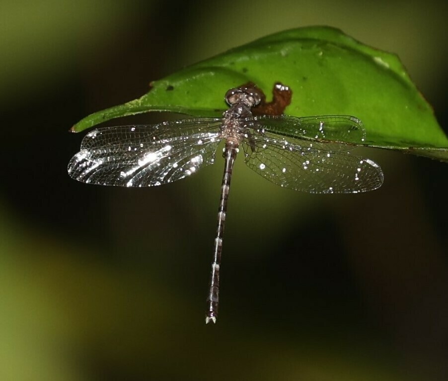 Heliogomphus borneensis