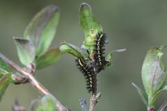 Euphydryas intermedia