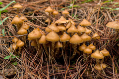 Psilocybe zapotecorum